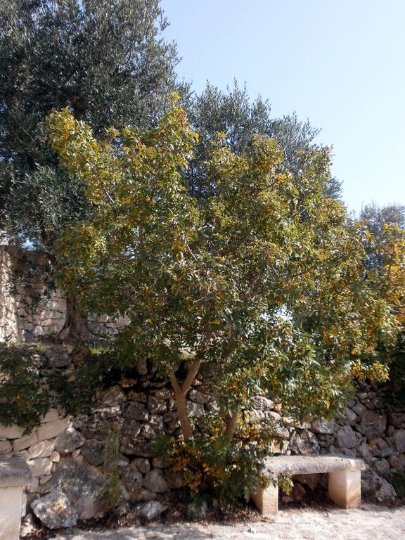 Trullo Villa Giuliana Con Giardino Posizione Panoramica Free Wifi Ostuni Rom bilde